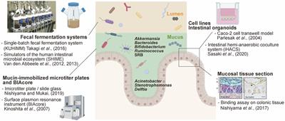 Roles of the Cell Surface Architecture of Bacteroides and Bifidobacterium in the Gut Colonization